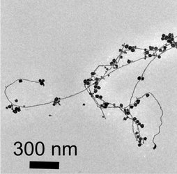 Stanford scientists create gold nanoparticles in water