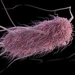 Machine-Learning Software Predicts Behavior of Bacteria