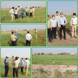 بازدید از مزارع غلات پرورشی ایستگاههای تحقیقاتی مرکز خوزستان