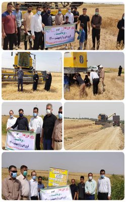 برگزاری روز مزرعه برداشت گندم و کلزا در شهرستان رامشیر خوزستان