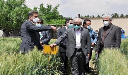بازدید معاون محترم وزیر جهاد کشاورزی، استاندار محترم استان البرز و رئیس محترم سازمان جهاد کشاورزی استان البرز از مزرعه تحقیقات غلات موسسه تحقیقات اصلاح و تهیه نهال و بذر