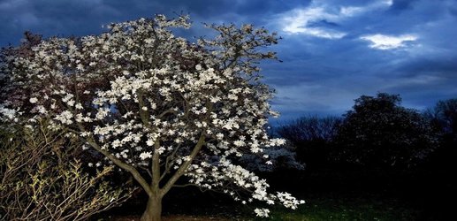 Trees may have a ‘heartbeat’ that is so slow we never noticed it