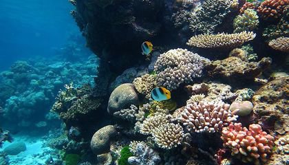 DNA Makes Waves in the Fight to Save Coral Reefs