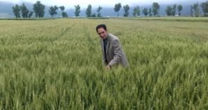 معرفی گندم رقم جدید سپند و افتخار مشارکت دکتر دهقان پژوهشگر بخش تحقیقات زراعی و باغی مرکز تحقیقات و آموزش گلستان در این پروژه