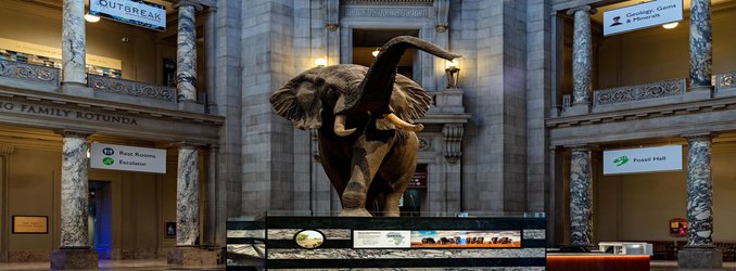 Smithsonian's National Museum of Natural History Will Reopen in June