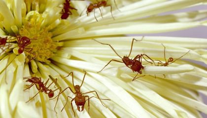 Thinking of Eating Cicadas? Here Are Six Other Tasty Insects to Try, Too