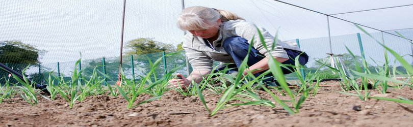 U.K. set to loosen rules for gene-edited crops and animals