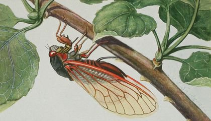 Cicada Folklore, or Why We Don’t Mind Billions of Burrowing Bugs at Once