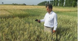 معرفی جو رقم جدید ماهنشان و افتخار مشارکت دکتر محمدی پژوهشگر ایستگاه تحقیقات کشاورزی گنبد کاووس مرکز تحقیقات و آموزش گلستان در این پروژه