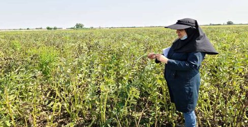 اقدامات کنترل روند و فرایند تولید بذر و بازدید مزارع به همت کارشناسان واحد ثبت و گواهی مرکز تحقیقات و آموزش گلستان