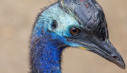 Meet Cassowary Brothers Irwin and Dundee, Descendants of Dinosaurs