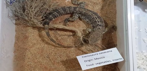 Reptile Traffickers Often Target Newly Described Species