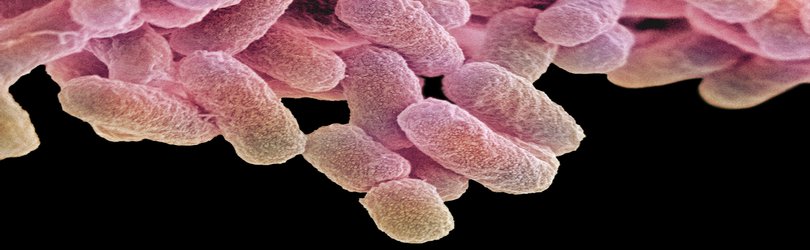 New approach to rewriting bacteria’s genetic code could lead to novel medicines