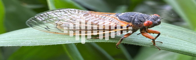 Podcast: Cicada citizen science, and expanding the genetic code