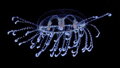 Live Jellyfish Make a Splash in Marine Education