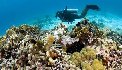 In Mexico, Dive Tourism Is Worth as Much as Fishing