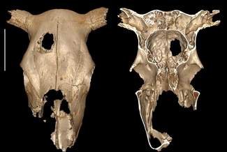 Neolithic surgeons might have practiced their skull-drilling techniques on cows