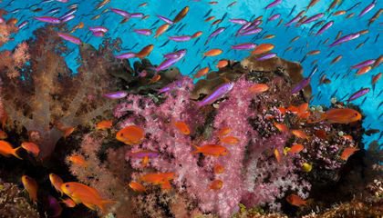 The Pandemic Showed What Can Be Done Without Parachute Science