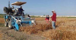 پایان برداشت مزارع تولید بذر و آزمایشات غلات در ایستگاه تحقیقات کشاورزی عراقی محله گرگان