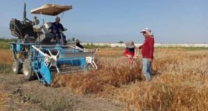 پایان برداشت مزارع تولید بذر و آزمایشات غلات در ایستگاه تحقیقات کشاورزی عراقی محله گرگان