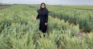 معرفی رقم جدید گندم آبان و افتخار مشارکت مهندس خیرگو پژوهشگر ایستگاه تحقیقات کشاورزی گنبد کاووس مرکز تحقیقات و آموزش گلستان در این پروژه