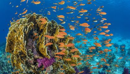 Will the Oceans of 2030 Brim With Reef Robots and Other Fancy Stuff?