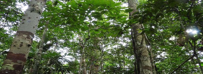 In a Remote Amazon Region, Study Shows Indigenous Peoples Have Practiced Forest Conservation for Millennia