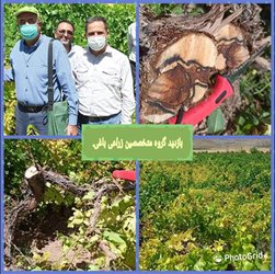 بازدید متخصصین زراعی باغی مرکز تحقیقات و آموزش کشاورزی و منابع طبیعی فارس