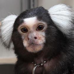 Marmoset study identifies brain region linking actions to their outcomes