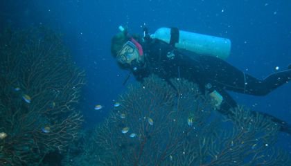 How Algae Communicates