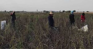 پایان برداشت آزمایشات و مزارع تولید بذر باقلا در ایستگاه تحقیقات کشاورزی عراقی محله گرگان در بهار ۱۴۰۰