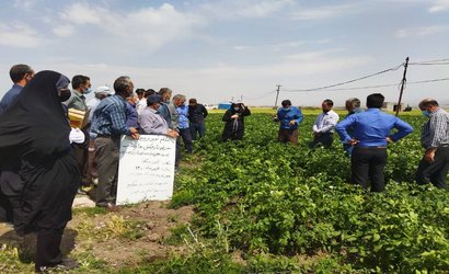 برگزاری روز مزرعه گندم و سیب‌زمینی در مزارع حوزه خدمات کشاورزی بخش ویلکیج در شهرستان نمین استان اردبیل