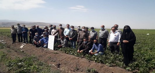 برنامه روز مزرعه ارقام مناسب لوبیا چیتی توسط محقق مرکز تحقیقات و آموزش کشاورزی و منابع طبیعی استان اردبیل برگزار شد