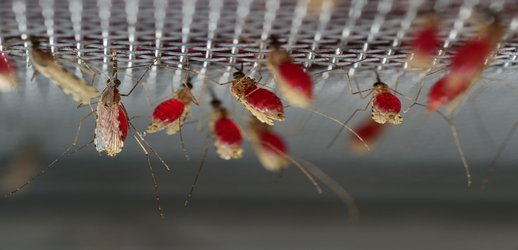 Vaccine made of live malaria parasites shows early success