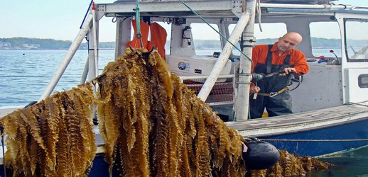 Facing Warming Waters, Fishermen Are Taking Up Ocean Farming