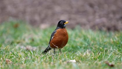 Help Scientists Solve the Riddle of What Is Killing Birds in the Mid-Atlantic