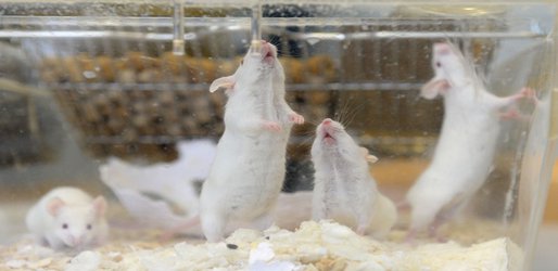 ‘Pregnant’ male rat study kindles bioethical debate in China