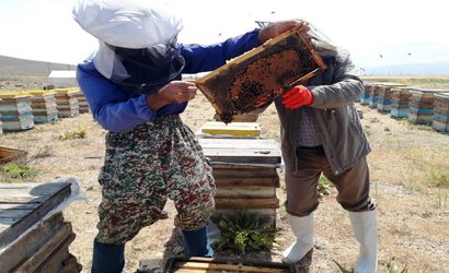 پایش و نمونه‌برداری از زنبورستان های پروژه اصلاح نژاد ملکه ایرانی توسط عضو هیات علمی بخش تحقیقات علوم دامی مرکز تحقیقات و آموزش کشاورزی و منابع طبیعی استان اردبیل