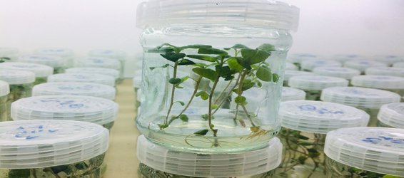 تولید انبوه بذر هسته سیب زمینی(مینی تیوبر) با استفاده از تکنولوژی کشت بافت گیاهی در دانشگاه محقق اردبیلی