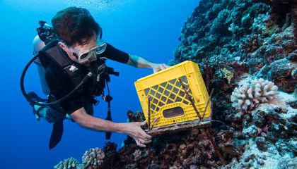 Meet the Reef Expert Collecting Environmental Time Capsules