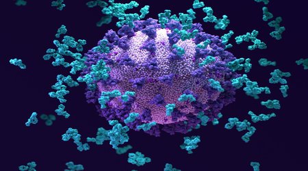 This ‘super antibody’ for COVID fights off multiple coronaviruses