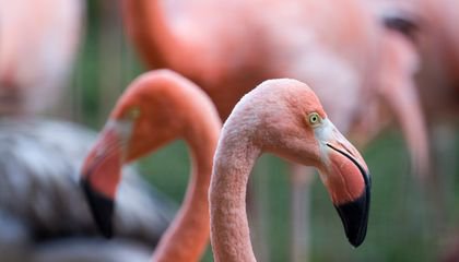 10 Things You Didn't Know About Flamingos