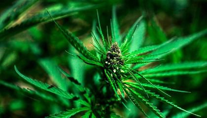 New Study Suggests Cannabis' Wild Ancestors Likely Came from China