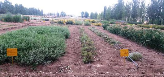 اصلاح سیستم اسانس گیری و توسعه واحدهای صنعتی حلقه اصلی در زنجیره تولید و توسعه گیاهان دارویی در استان اردبیل است