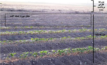 پایش میدانی توسط محققان بخش تحقیقات گیاه‌پزشکی نشان دهنده خسارت سنک بذر خوار کلزا به مزارع پنبه شهرستان پارس‌آباد مغان است