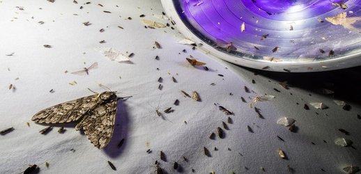 These Moths Are So Gorgeous They 'Put Butterflies to Shame', Science