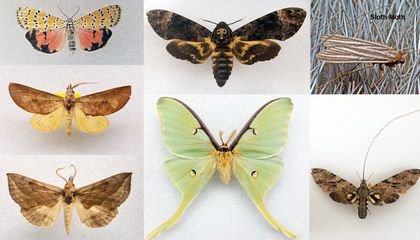 Marvel at the World's Most Magnificent Moths