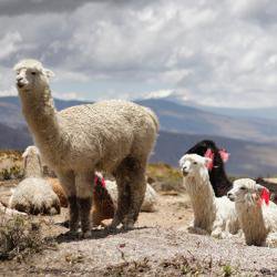 Llama ‘nanobodies’ could hold key to preventing deadly post-transplant infection