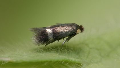 Scientists Award the Pygmy Sorrel Moth a Big Title