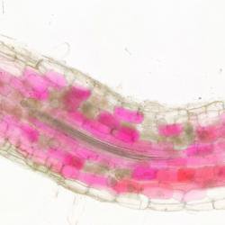 Blushing plants reveal when fungi are growing in their roots